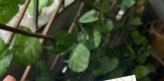 in-the-cam-on-tay-ninh